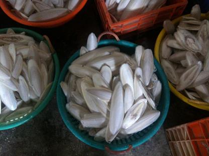 Manufacturers Exporters and Wholesale Suppliers of White Cuttle Fish Bone Alappuzha Kerala